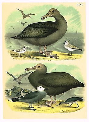Studer's Birds - 1878 - Plate CII  - ALBATROSS, PLOVERS & GULL
