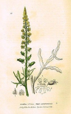 Baxter's Gardens - "WILD MIGNONETTE" - Hand Colored Engraving - 1833