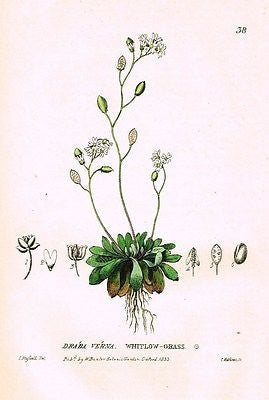 Baxter's Gardens - "WHITLOW GRASS" - Hand Colored Engraving - 1833