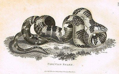 Shaw's Zoology - "PERUVIAN SNAKE" - Copper Engraving - 1803