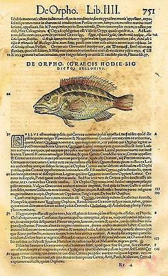 Gesner's Fish - "DE ORPHO (GRAECIS HODIE)" - Hand Colored Eng - 1558
