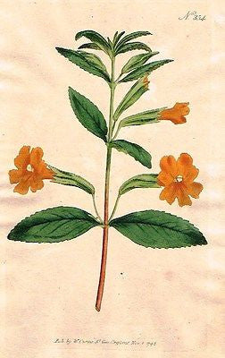 WM. CURTIS Flower - "ORANGE MONKEY FLOWER - #354" - Engraving - 1796