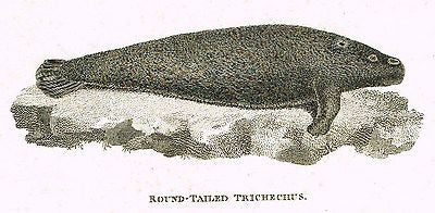 Shaw's Zoology - "ROUND-TAILED TRICHECHUS" - Copper Eng. - 1800