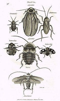 Shaw's (Insects) - "COCKROACH - BLATTA"- Copper Engraving - 1805