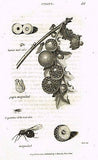 Shaw's Zoology (Insects) - "GALL WASP - CYNIPS" -Copper Eng.- 1805
