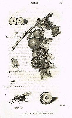 Shaw's Zoology (Insects) - "GALL WASP - CYNIPS" -Copper Eng.- 1805