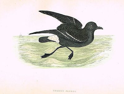 Morris's Sea Birds - Hand Colored Lithograph - STORMY PETREL - 1857