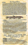 Gesner's Fish - "DE AQUATILIBUS" - Hand Colored Engraving - 1558