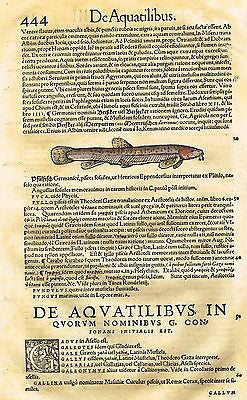 Gesner's Fish - "DE AQUATILIBUS" - Hand Colored Engraving - 1558