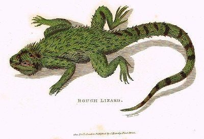 Shaw's Zoology - "ROUGH LIZARD" by Kearsley - Copper Engraving - 1801