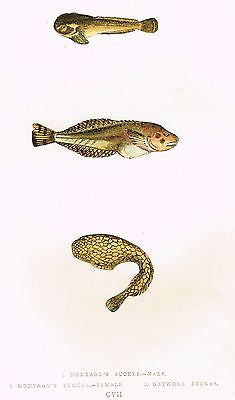 Couch's "MONTEGUE'S & NETWORK SUCKER" - Hand-Col Fish Litho -1862