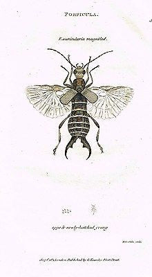 Shaw's Zoology (Insects) - "EARWIG - FORFICULA" - Copper Eng. - 1805