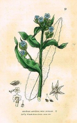 Baxter's Gardens - "WILD BUGLOSS" - Hand Colored Engraving - 1833