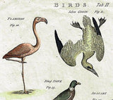 Issac Taylor's Birds - "BIRDS Tab. II" - Hand-Colored Engraving -1789