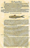 Gesner's Fish - "DE AGONO VEL CHALCIDE" - Hand Colored Engraving - 1558