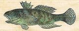 Gesner's Fish  - "DE GOBIJSMAR" - Hand Colored Engraving - 1558