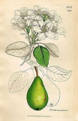 1807 - SOWERBY'S "English Botany" - "PYRUS COMMUNIS" - H-Col. Lithograph - #1784 - Sandtique-Rare-Prints and Maps