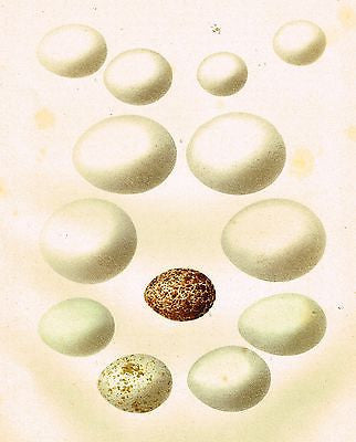 LARGE Antique Bird Egg Print - "Plate 49" - Chromolithograph -c1900