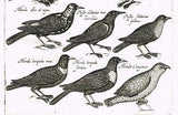 Jonston - Merian Birds - "12 VARIOUS BIRDS" - Hand-Colored Eng. -1657