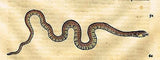 Gesner's Print - "SNAKE" - Hand Colored Engraving - 1558