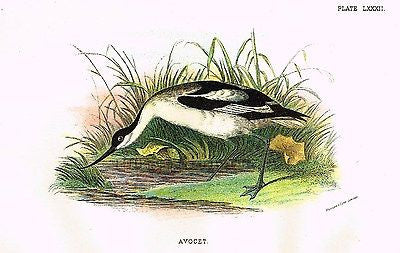 Lloyd's Bird Chromolithograph -1896- "AVOCET"