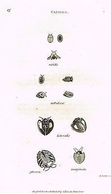 Shaw's Zoology (Insects) - "BEETLE - CASSIDA"- Copper Engraving - 1805