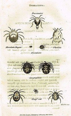 Shaw's Zoology (Insects) - "SPIDER - HYDRACHNA"- Copper Eng. - 1805