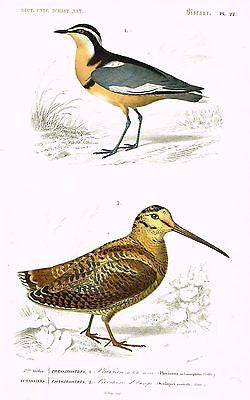 D'Orbigny's Birds - "PLUVIAN & BECASSE D'EUROPE" - Hand Col Eng - 1867