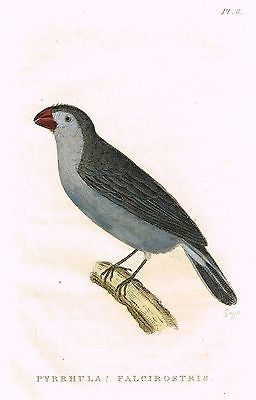 Shaw's "TEMMINCK'S SEEDEATER" - Hand Colored Engraving 1812