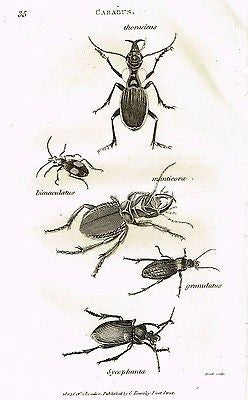 Shaw's Zoology (Insects) - "BEETLE - CARABUS"- Copper Engraving - 1805