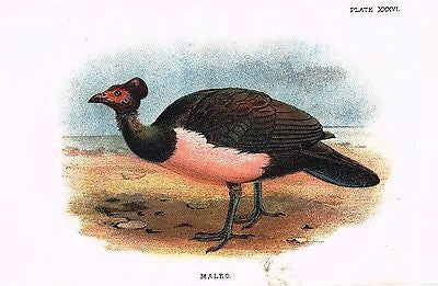 Lloyd's Bird Chromolithograph - 1896 - MALEO