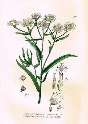 Baxter's Gardens - "SNEEZE WORT" - Hand Colored Engraving - 1833
