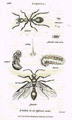 Shaw's Zoology (Insects) - "ANT - RUBRA"- Copper Engraving - 1805