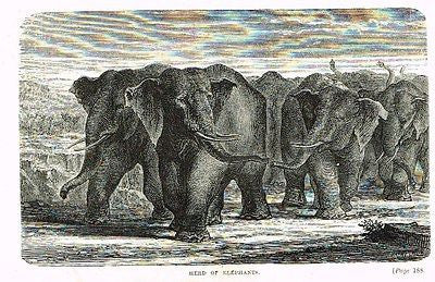 Hunting Grounds - HERD OF ELEPHANTS - Woodcut - 1868