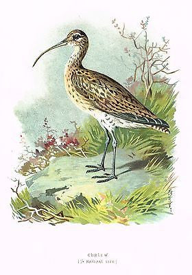 Thornburn's Birds - Chromo - 1903 - "CURLEW"