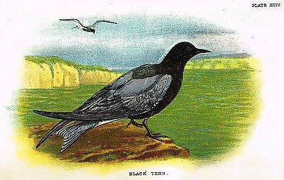 Lloyd's Bird Chromolithograph -1896- "BLACK TERN"