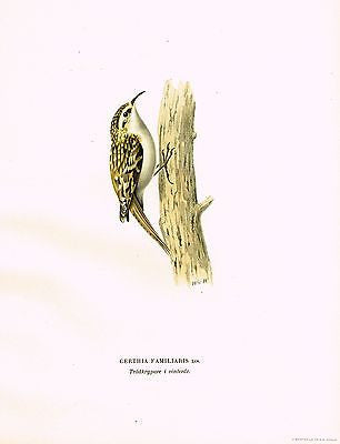 Von Wright's Birds- "CERTHIA FAMILIARIS" - Chromolithograph -1917