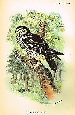 Sharpe's Birds of Britain - Chromo - 1896 - "TENGMALM'S OWL"
