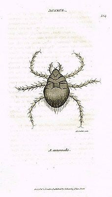 Shaw's Zoology (Insects) - "SPIDER - ACARUS"- Copper Engraving - 1805