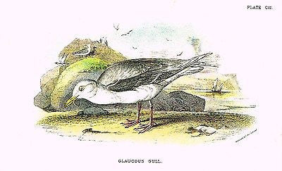 Lloyd's Bird Chromolithograph -1896- "GLAUCOUS GULL"