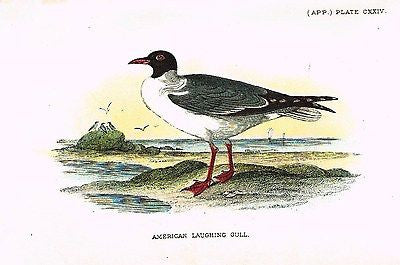 Lloyd's Bird Chromolithograph -1896- "AMERICAN LAUGHING GULL"