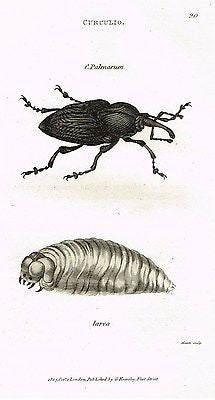 Shaw's Zoology (Insects) - "BEETLE - PALMARUM" - Copper Eng. - 1805