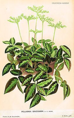 Antique Botanical Print