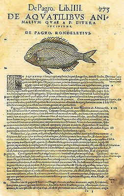 Gesner's Fish  - "DE PAGRO, RONDELETIVS" - Hand Colored Eng - 1558