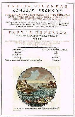 Gualtieri's Shell's - CLASSIS SECUNDA FRONTISPIECE - Hand Col'd Eng. - 1742