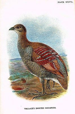 Lloyd's Bird Chromolithograph - 1896 - WALLACE'S PAINTED MEGAPODE