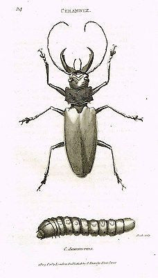 Shaw's (Insects) - "BEETLES - CERAMBYX"- Copper Engraving - 1805