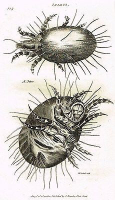 Shaw's Zoology (Insects) - "SPIDER - A. SIRO"- Copper Engraving - 1805