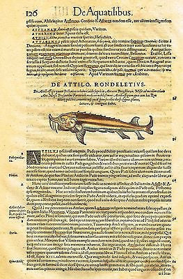 Gesner's Fish - "DE ATTILO, RONDELETIVS" - Hand Colored Engraving - 1558