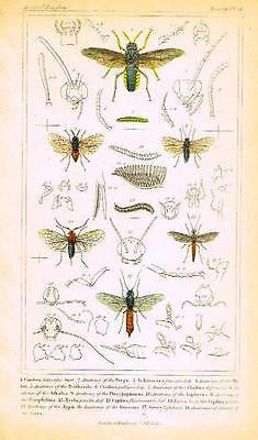  ANTIQUE INSECT PRINT